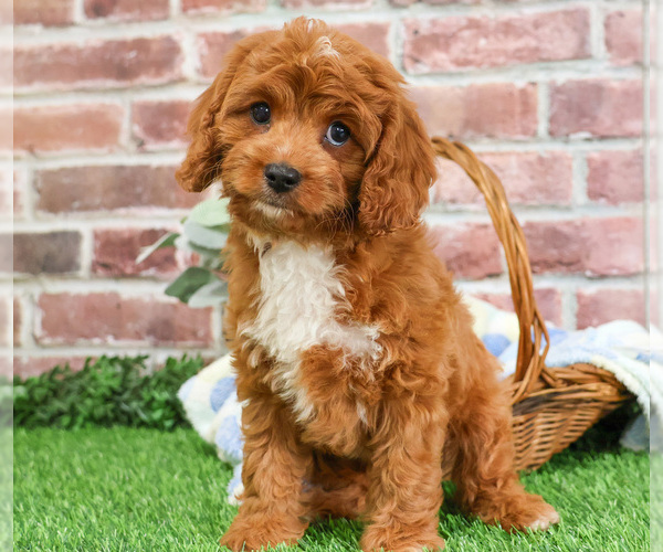 Medium Photo #1 Cavapoo (Miniature) Puppy For Sale in SYRACUSE, IN, USA
