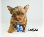 Small #4 Yorkshire Terrier