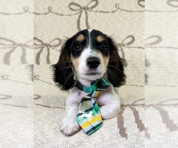 Medium Photo #9 Dachshund Puppy For Sale in SOUTH EASTON, MA, USA