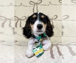 Small #8 Dachshund