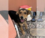 Small #1 Mutt