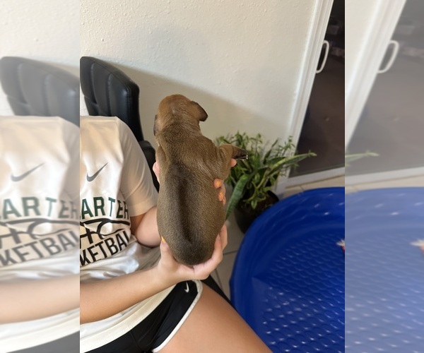 Medium Photo #6 Rhodesian Ridgeback Puppy For Sale in DAYTONA BEACH, FL, USA