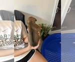 Small #5 Rhodesian Ridgeback