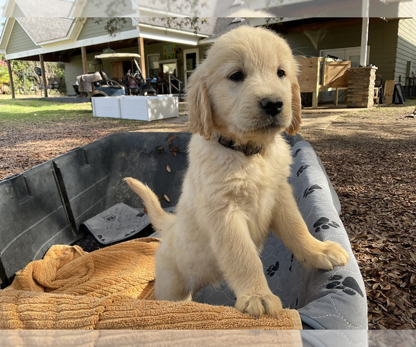 Medium Photo #4 Golden Retriever Puppy For Sale in CAMILLA, GA, USA