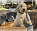 Small Photo #4 Golden Retriever Puppy For Sale in CAMILLA, GA, USA