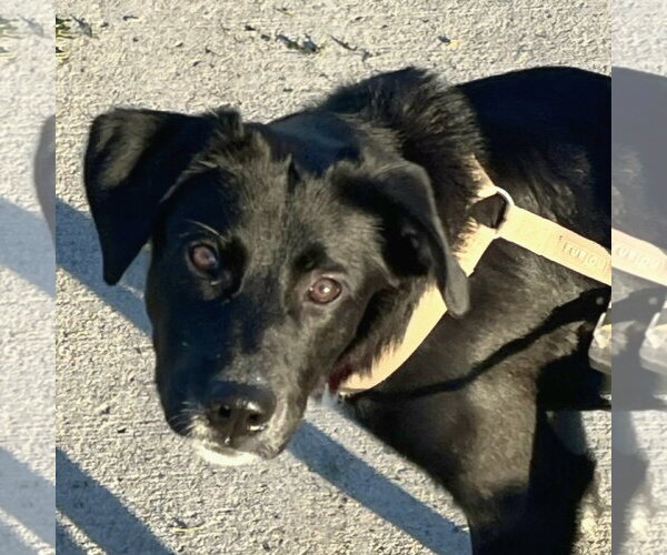 Medium Photo #2 Labrador Retriever-Unknown Mix Puppy For Sale in Fargo, ND, USA