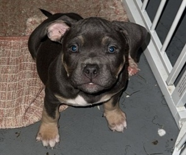 Medium Photo #1 American Bully Puppy For Sale in KALAMAZOO, MI, USA