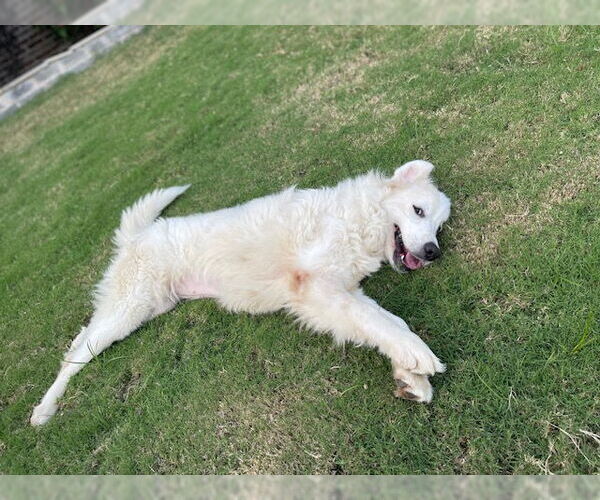 Medium Photo #8 Great Pyrenees Puppy For Sale in Spring, TX, USA