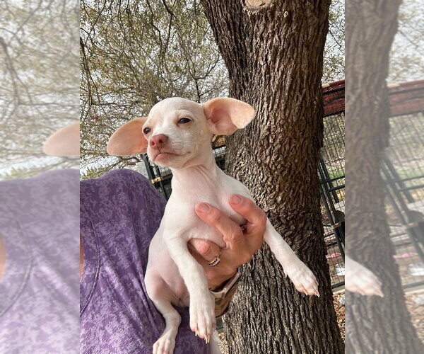 Medium Photo #2 Cheagle Puppy For Sale in Oak Bluffs, MA, USA