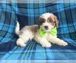 Small #8 Cavapoo