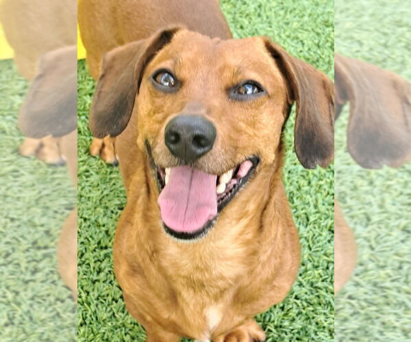 Medium Photo #1 Dachshund Puppy For Sale in oakland, FL, USA