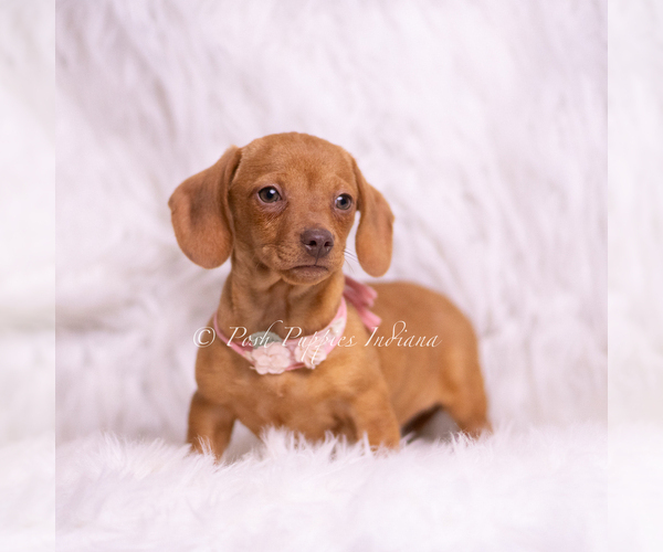 Medium Photo #50 Dachshund Puppy For Sale in WARSAW, IN, USA