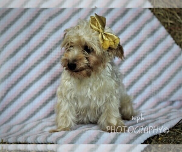 Medium Photo #1 YorkiePoo Puppy For Sale in LIBERTY, KY, USA