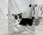 Small #3 Pembroke Welsh Corgi