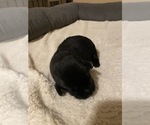 Puppy 8 Labrador Retriever