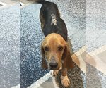 Small Photo #9 Beagle Puppy For Sale in Valrico, FL, USA