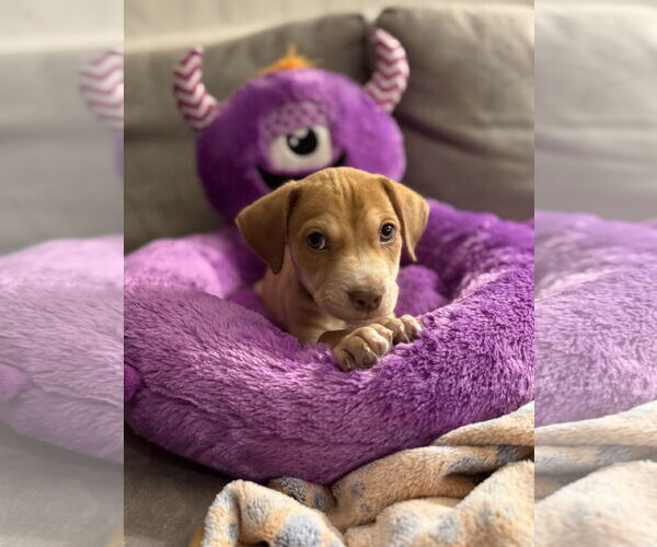 Medium Photo #3 Mutt Puppy For Sale in Plainfield, IL, USA