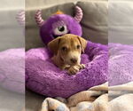 Small #2 Mutt
