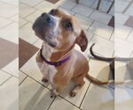 Small #12 American Pit Bull Terrier Mix