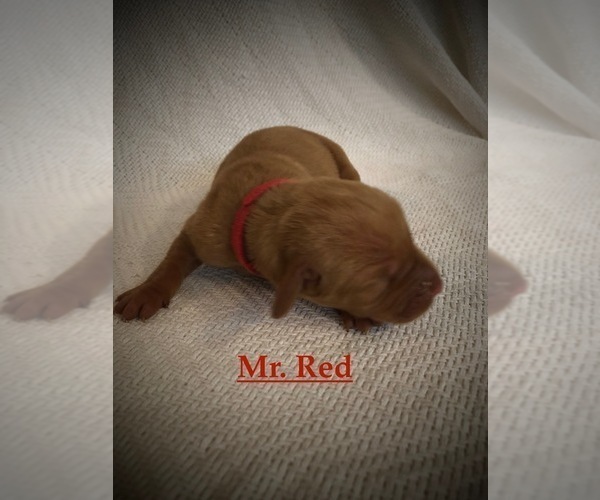 Medium Photo #9 Vizsla Puppy For Sale in NEWHALL, CA, USA