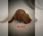 Small Photo #9 Vizsla Puppy For Sale in NEWHALL, CA, USA