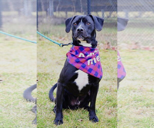Medium Photo #2 Labbe Puppy For Sale in Bridgewater, NJ, USA