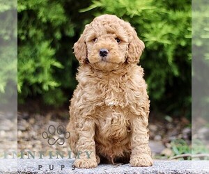 Goldendoodle (Miniature) Puppy for sale in KINZERS, PA, USA