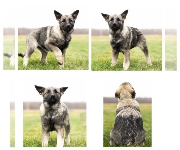 Medium Photo #1 Norwegian Elkhound Puppy For Sale in MENTONE, IN, USA