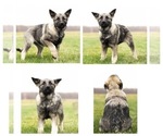 Small Photo #1 Norwegian Elkhound Puppy For Sale in MENTONE, IN, USA