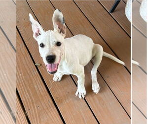 Dogo Argentino-Unknown Mix Dogs for adoption in Rockaway, NJ, USA