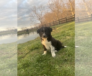 Border Collie Puppy for sale in WAVERLY, OH, USA