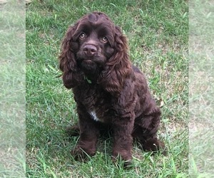 Father of the Cocker Spaniel-Poodle (Miniature) Mix puppies born on 03/17/2022