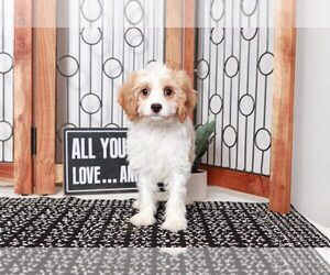 Cavapoo Puppy for sale in NAPLES, FL, USA