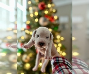 Dalmatian Puppy for sale in HAMPSTEAD, NC, USA
