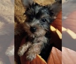Small Photo #3 Yorkshire Terrier Puppy For Sale in PITTSBURGH, PA, USA