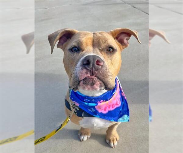 Medium Photo #2 Mutt Puppy For Sale in Waterford, VA, USA