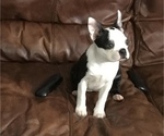 Puppy 2 Boston Terrier