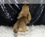 Small #5 Dachshund
