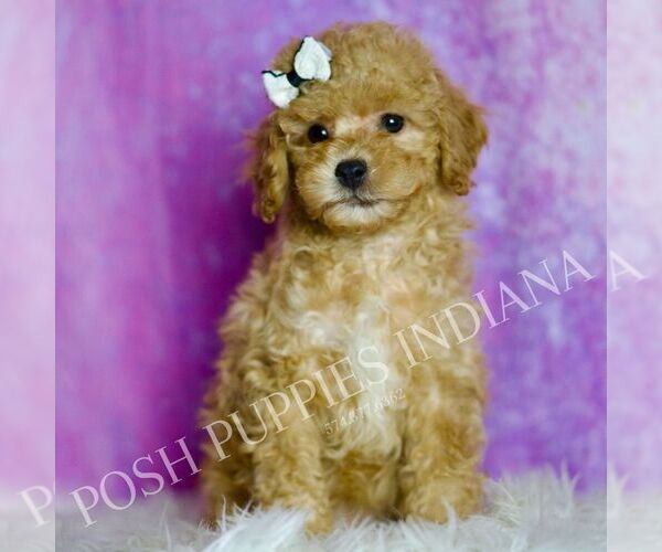 Medium Photo #3 Poodle (Toy) Puppy For Sale in WARSAW, IN, USA