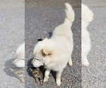 Small Photo #4 Great Pyrenees Puppy For Sale in DOWELLTOWN, TN, USA