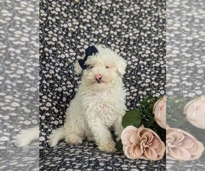 Cavapoo Puppy for sale in COCHRANVILLE, PA, USA