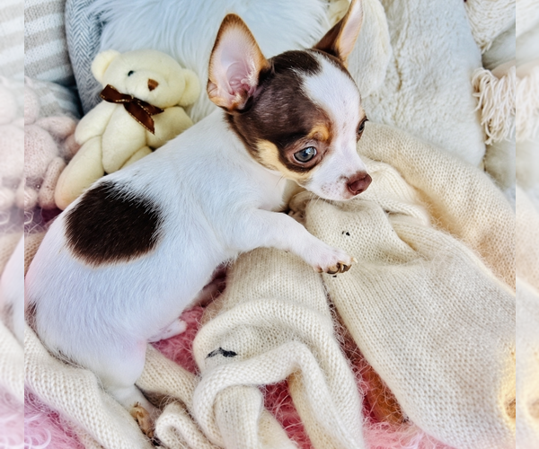 Medium Photo #4 Chihuahua Puppy For Sale in ORLANDO, FL, USA