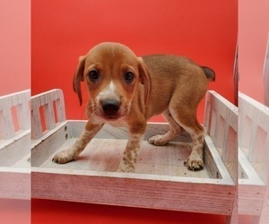 Jack-Rat Terrier Puppy for sale in GOSHEN, IN, USA