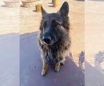Small #2 German Shepherd Dog