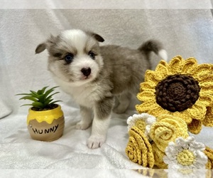 Pomsky Puppy for sale in LAWRENCEBURG, KY, USA