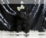 Small #1 Poodle (Miniature)