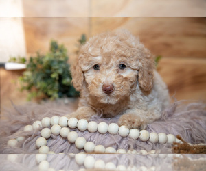 Medium Poodle (Miniature)