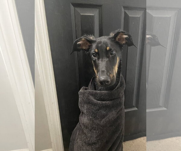 Medium Photo #1 Doberman Pinscher-Unknown Mix Puppy For Sale in Minneaoplis, MN, USA