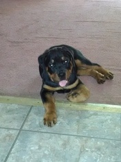 Rottweiler Puppy for sale in FORT WASHINGTON, MD, USA