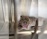 Small American Bulldog Mix